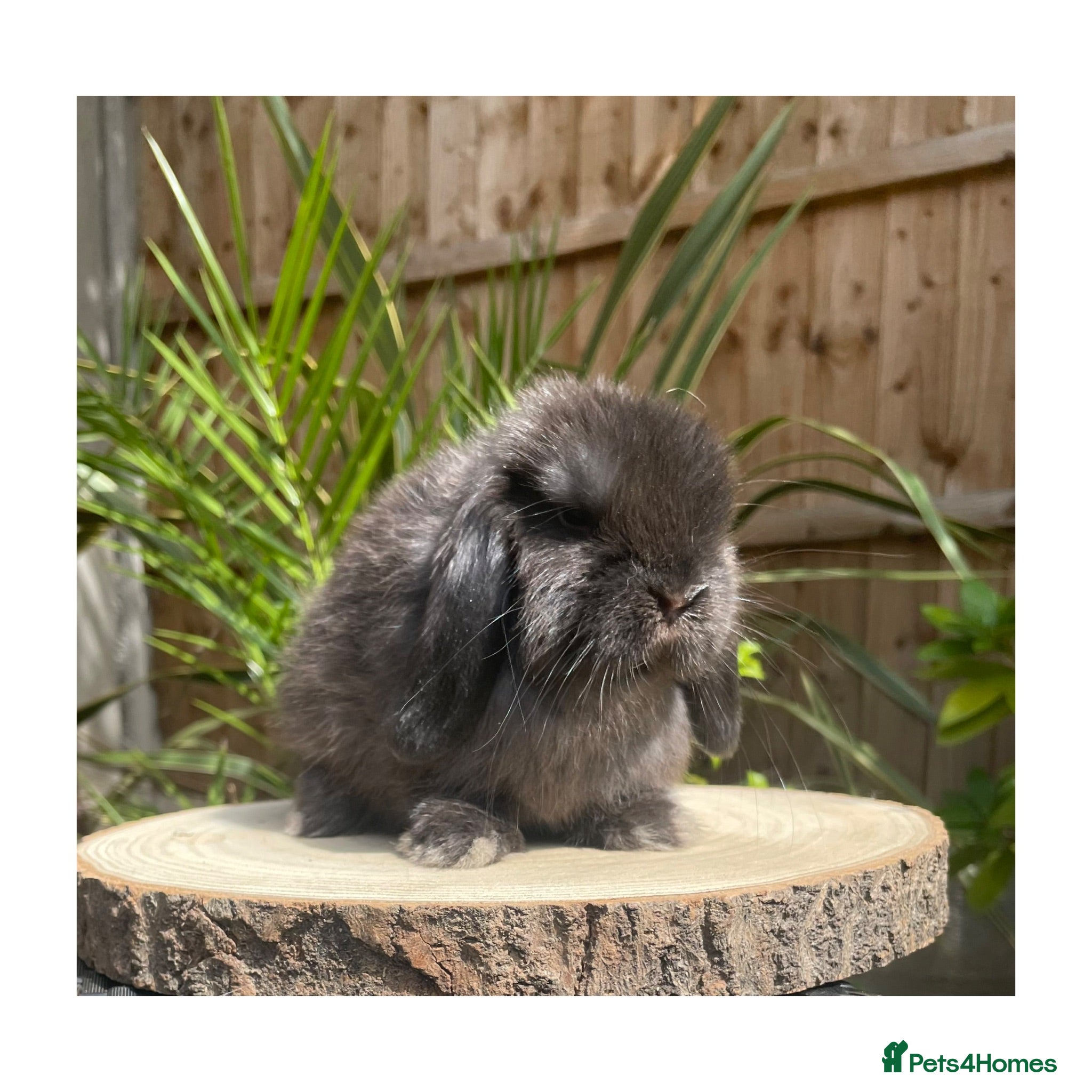 Mini Lop rabbits Beautiful boy available  - Advert 1