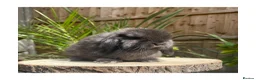 Mini Lop rabbits for sale: Beautiful boy available  - Advert 1