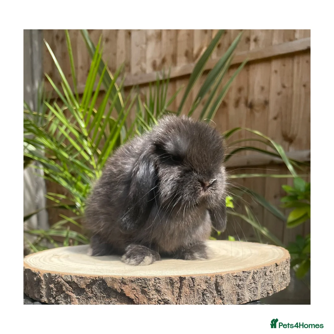 Mini Lop rabbits for sale: Beautiful boy available  - Advert 1