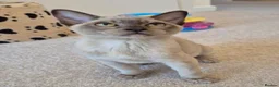 Burmese cats for sale: Purebred Burmese female 6mc, GCCF, TICA registered - Advert 5