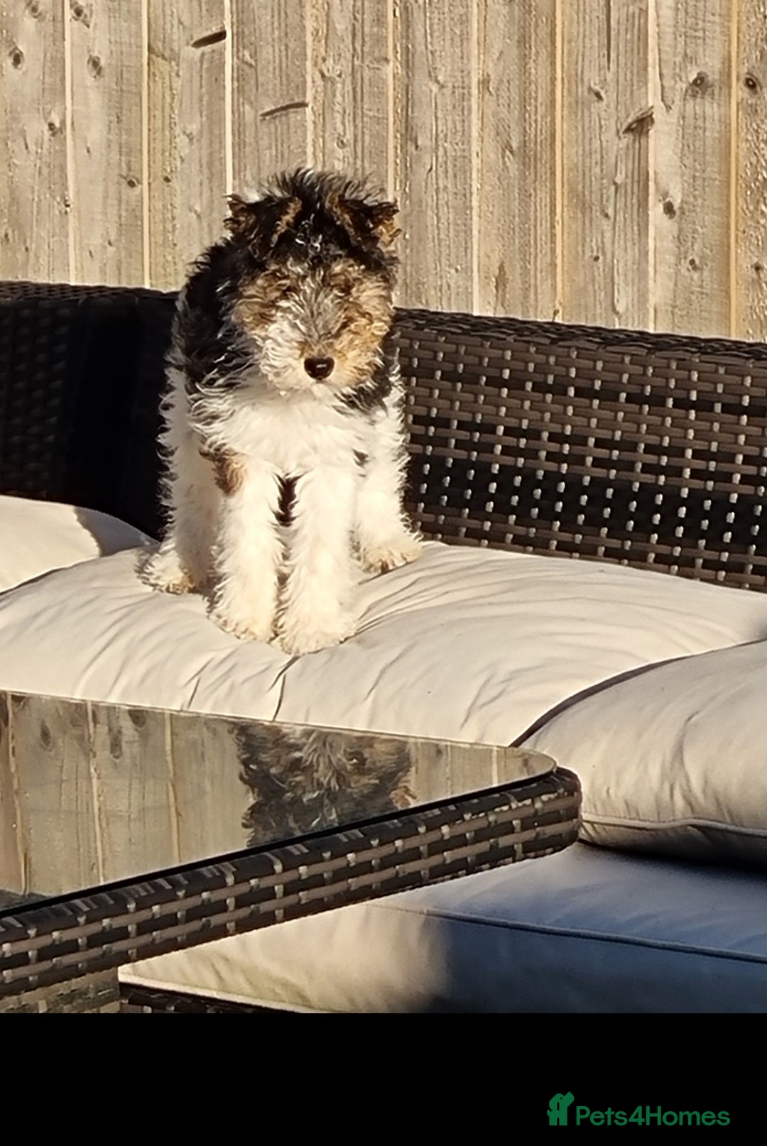 Fox Terrier dogs for sale: Wire fox terrier  - Advert 1