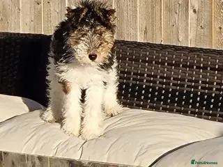Fox Terrier dogs Wire fox terrier - Advert 1