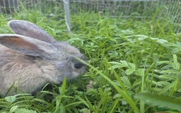 Mixed Breed rabbits for sale: Rabbit, male, 3yrs, with double hutch - Image 8
