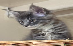 Maine Coon cats for sale: Beautiful GCCF kittens various colours - Image 21