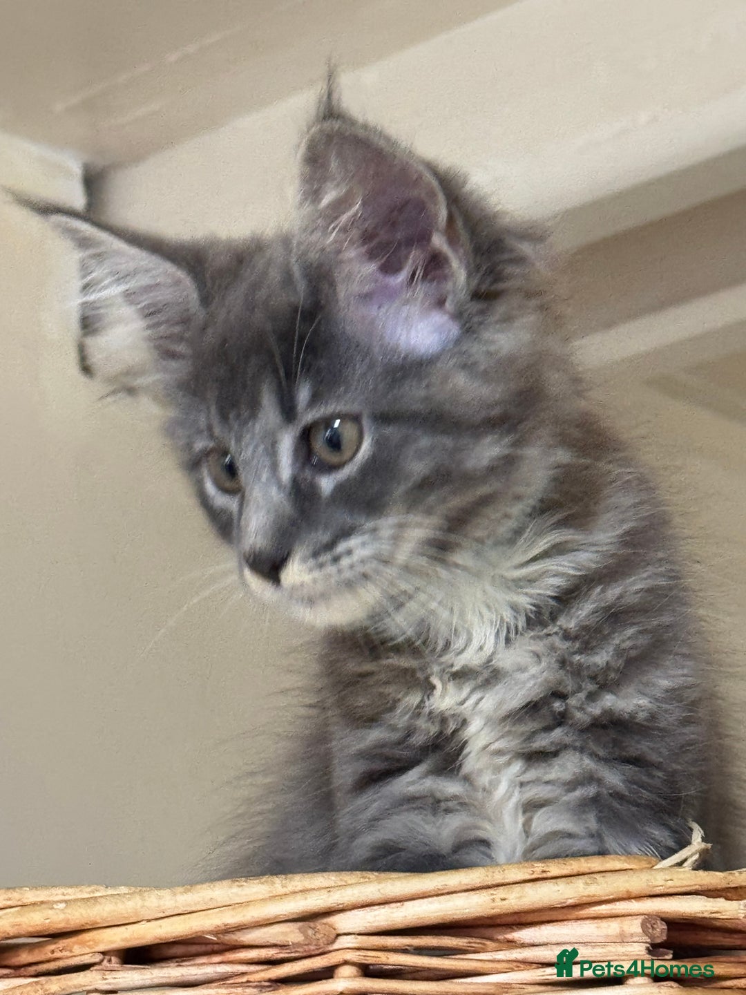 Maine Coon cats for sale: Beautiful GCCF kittens various colours - Image 21