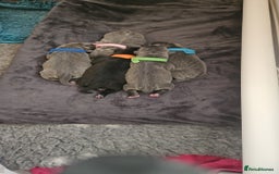 Staffordshire Bull Terrier dogs for sale: Stunning litter of Blue & Black Puppies - Advert 7