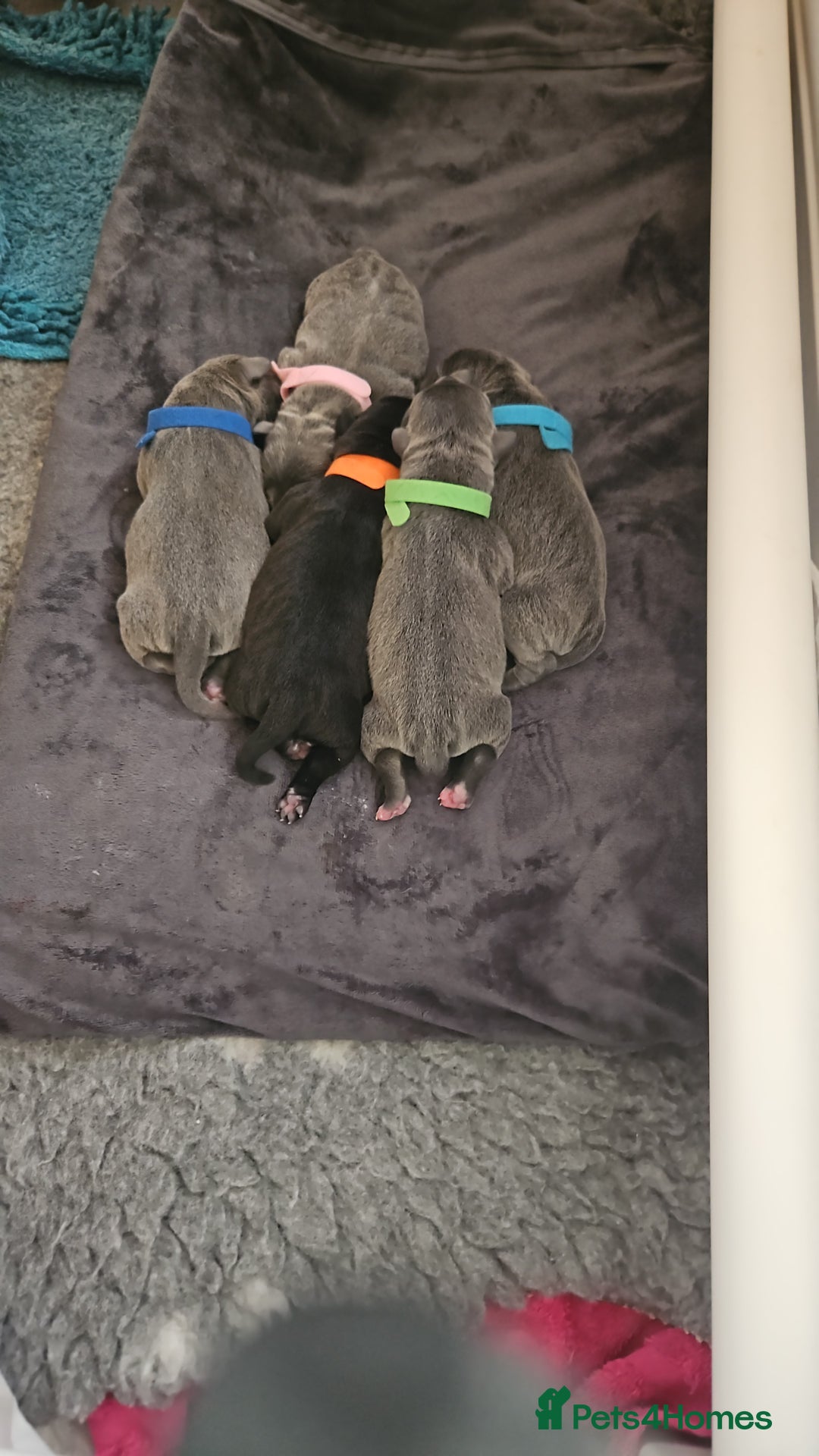 Staffordshire Bull Terrier dogs for sale: Stunning litter of Blue & Black Puppies - Advert 7