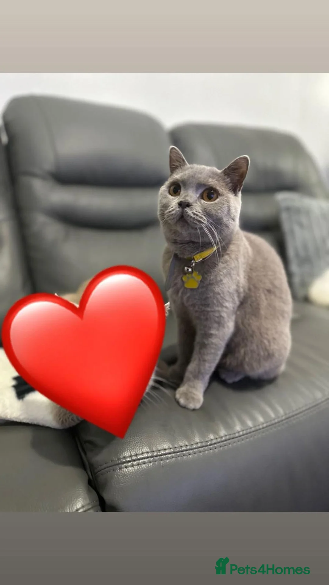 British Shorthair cats for sale: British shorthair - Advert 1