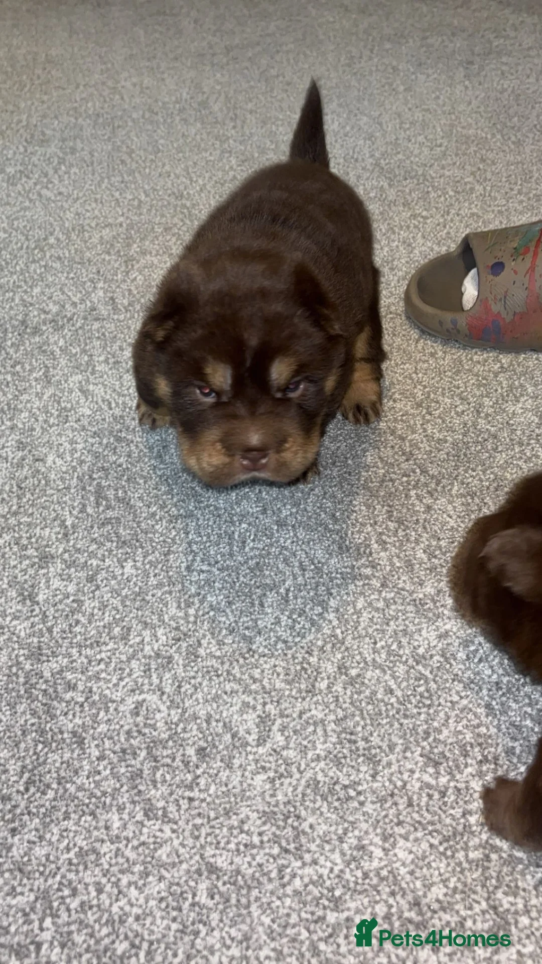 Shar Pei dogs for sale: Top quality choc and tan bear coat sharpies - Advert 26