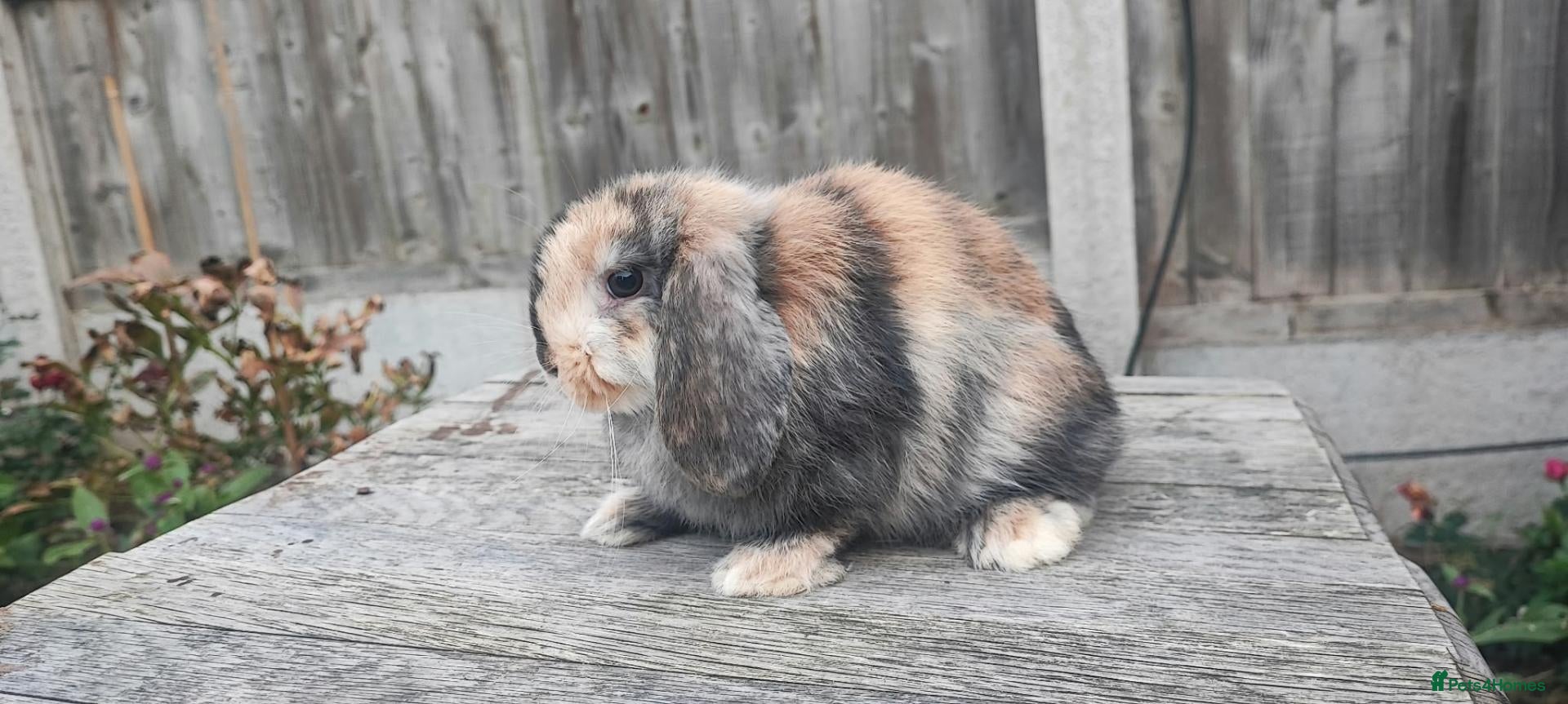 Mini Lop rabbits Minilop bunnies and Adult Female  - Advert 1