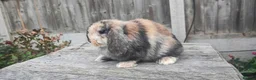 Mini Lop rabbits for sale: Minilop bunnies and Adult Female  - Advert 6