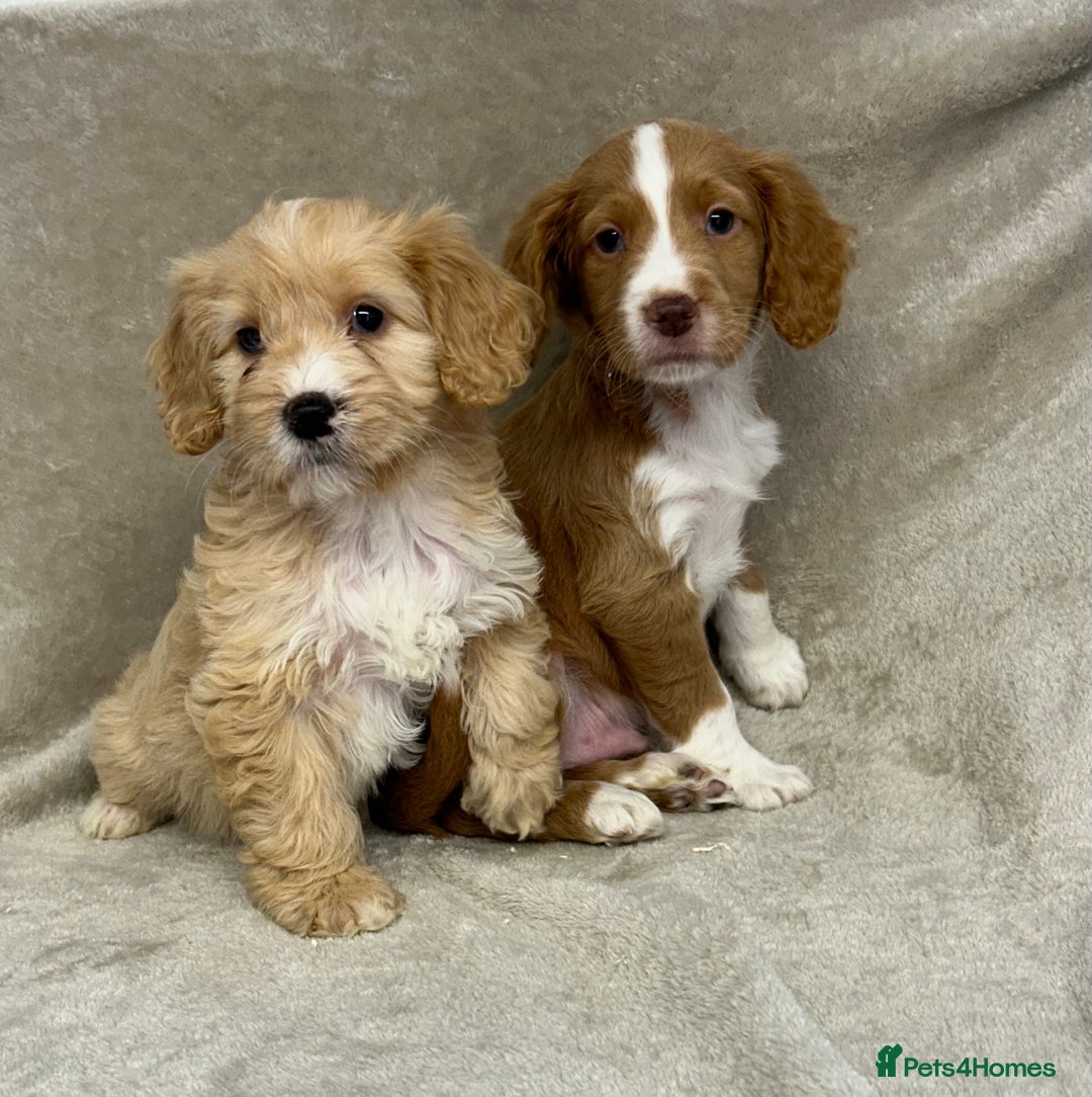 Cockapoo dogs for sale: Stunning cockapoo puppies  - Advert 14