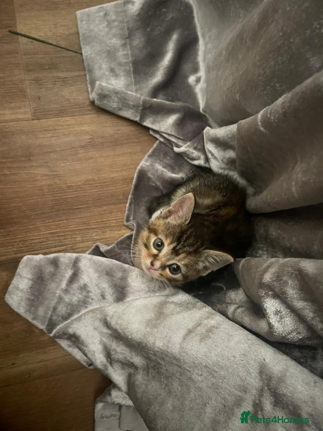 Mixed Breed cats for sale: Beautiful kittens  - Image 12