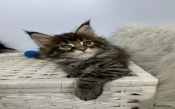 Maine Coon cats for sale: Gorgeous Pure Breed Maine Coon Kittens - Image 16