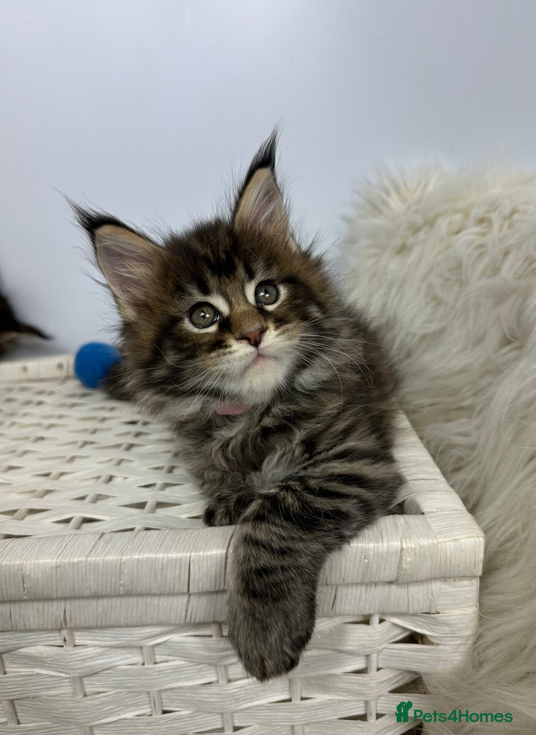 Maine Coon cats for sale: Gorgeous Pure Breed Maine Coon Kittens - Image 16