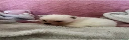 Pomsky dogs for sale: Pomsky Puppies (3) - Advert 33