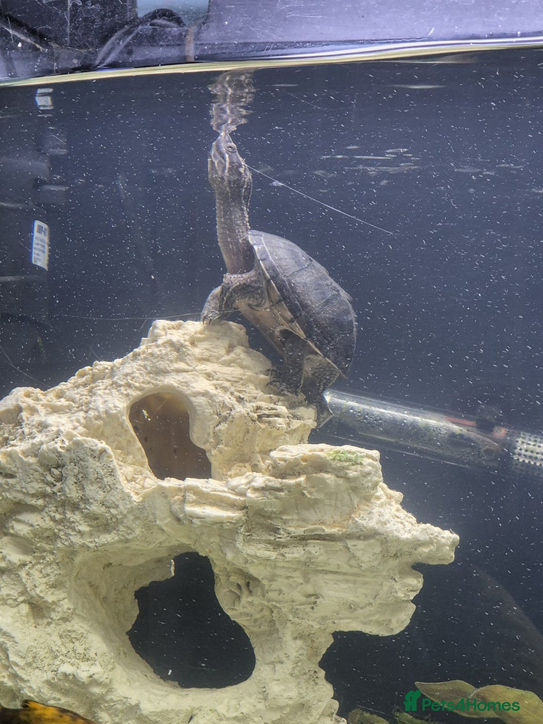 Other/Mixed Breed fish for sale: Fluvel fish tank complete set up  - Advert 17