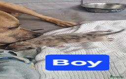 Mixed Breed dogs for sale: 8 Bully X Puppies  - Image 3