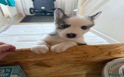 Siberian Husky dogs for sale: 2 stunning Siberian husky puppies for sale - Image 21