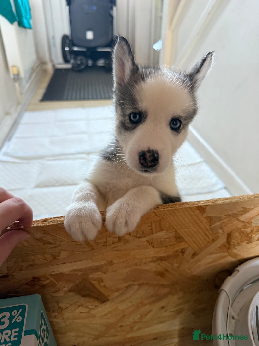Siberian Husky dogs for sale: 2 stunning Siberian husky puppies for sale - Image 21