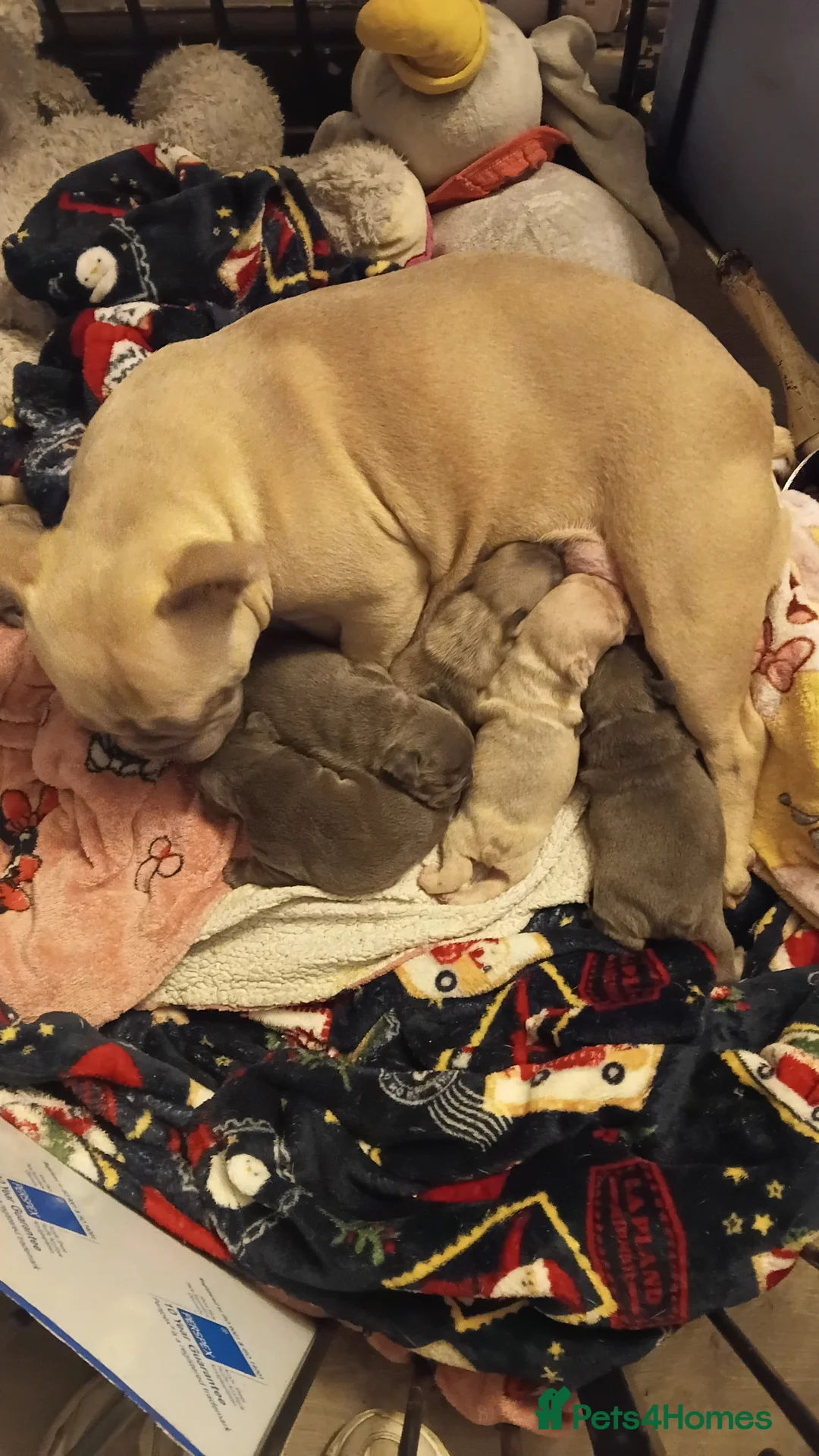 French Bulldog dogs for sale: Chucky laid back beautiful frenchies in Rochdale - Advert 13