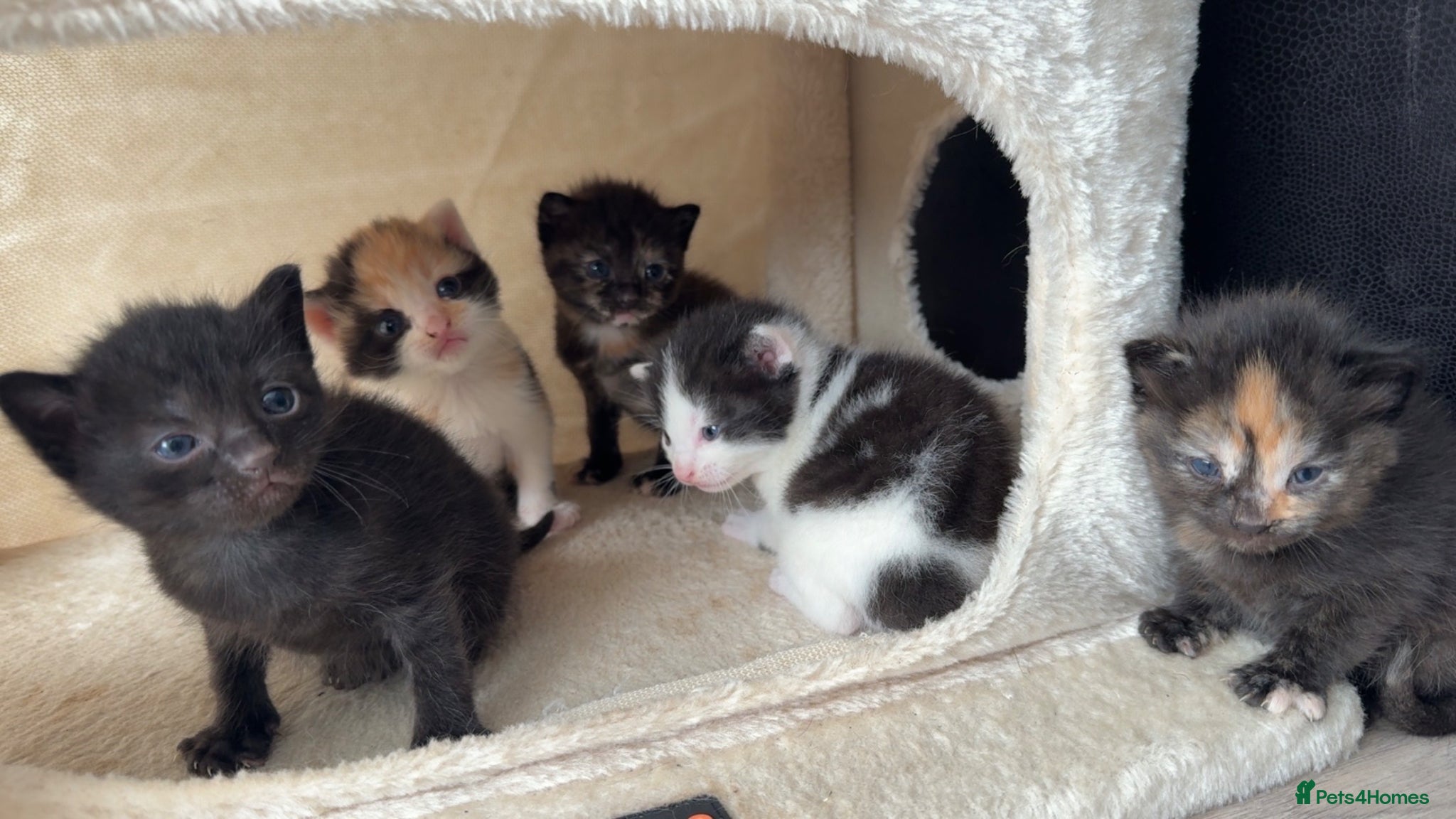 Mixed Breed cats 5 Adorable kittens (3boys, 2girls) ready 3rd June. - Advert 1