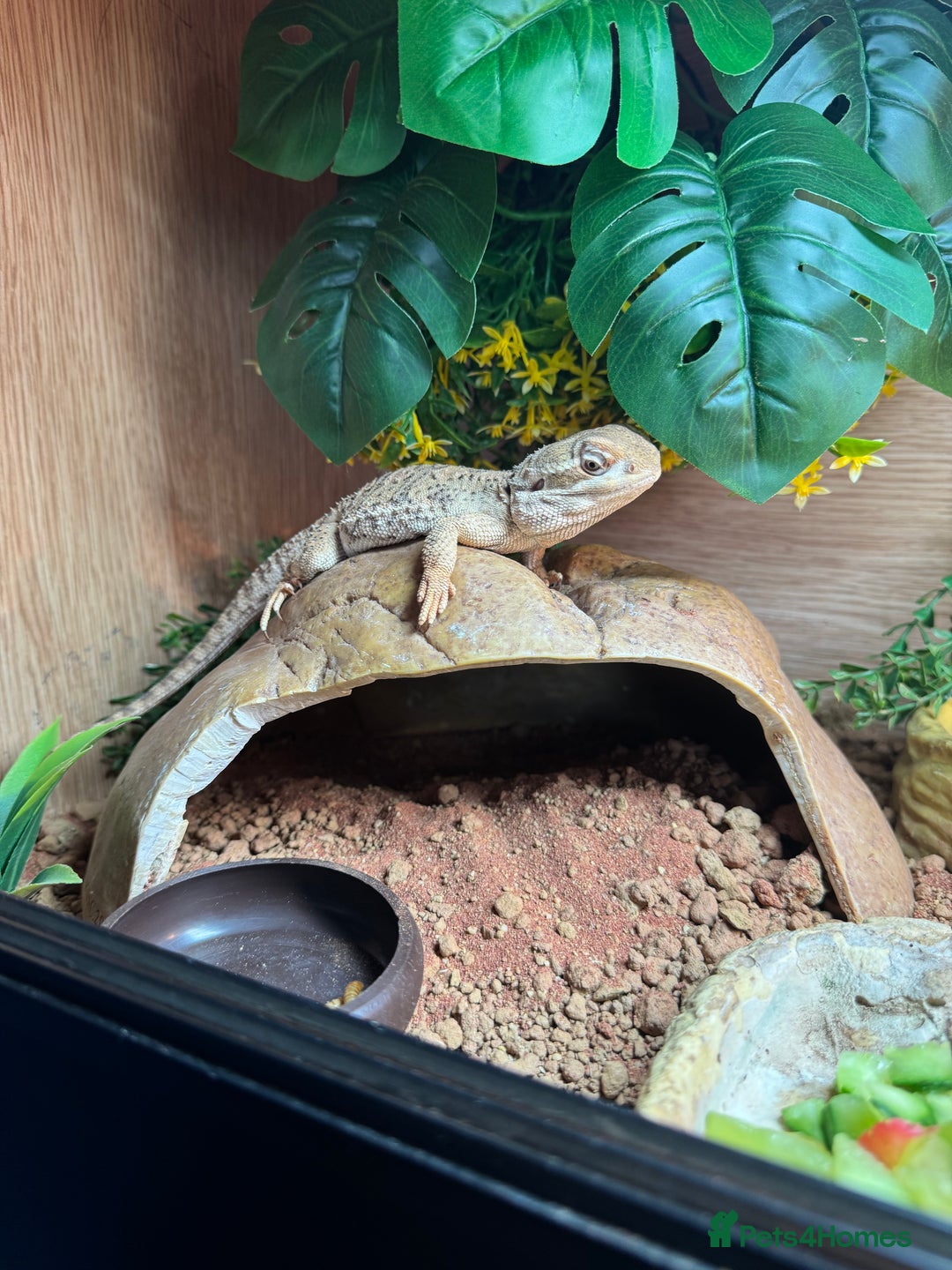 Bearded Dragon reptiles for sale: Pigmy Bearded dragon and home £100 - Image 2