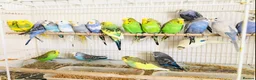 Budgerigars birds for sale: Beautiful Baby Budgies for sale. - Advert 11