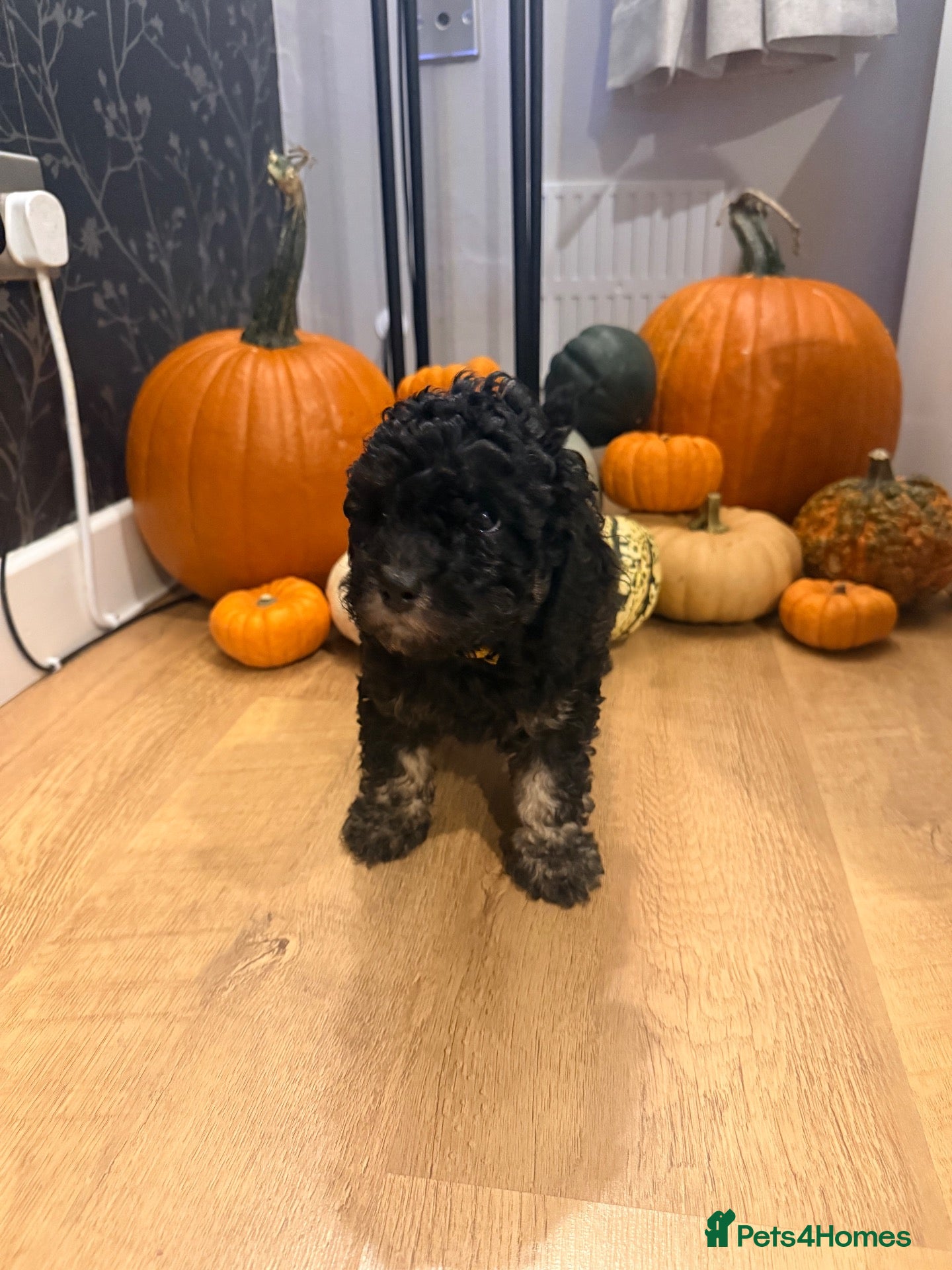 Cockapoo dogs for sale:  BEAUTIFUL TRI-COLOUR COCKAPOO GIRL FOR SALE 💕🐶 - Advert 23