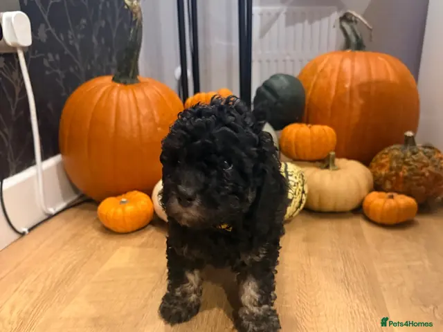 Cockapoo dogs for sale: BEAUTIFUL TRI-COLOUR COCKAPOO GIRL FOR SALE 💕🐶 - Advert 2