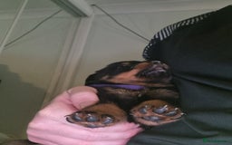 Rottweiler dogs for sale: Rottweiler  - Image 8