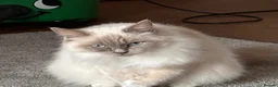 Ragdoll cats for sale: Beautiful 4yr old Blue Sealpoint Ragdoll - Advert 5