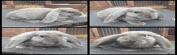French Lop rabbits for sale: Two male French lop continentals  - Advert 2
