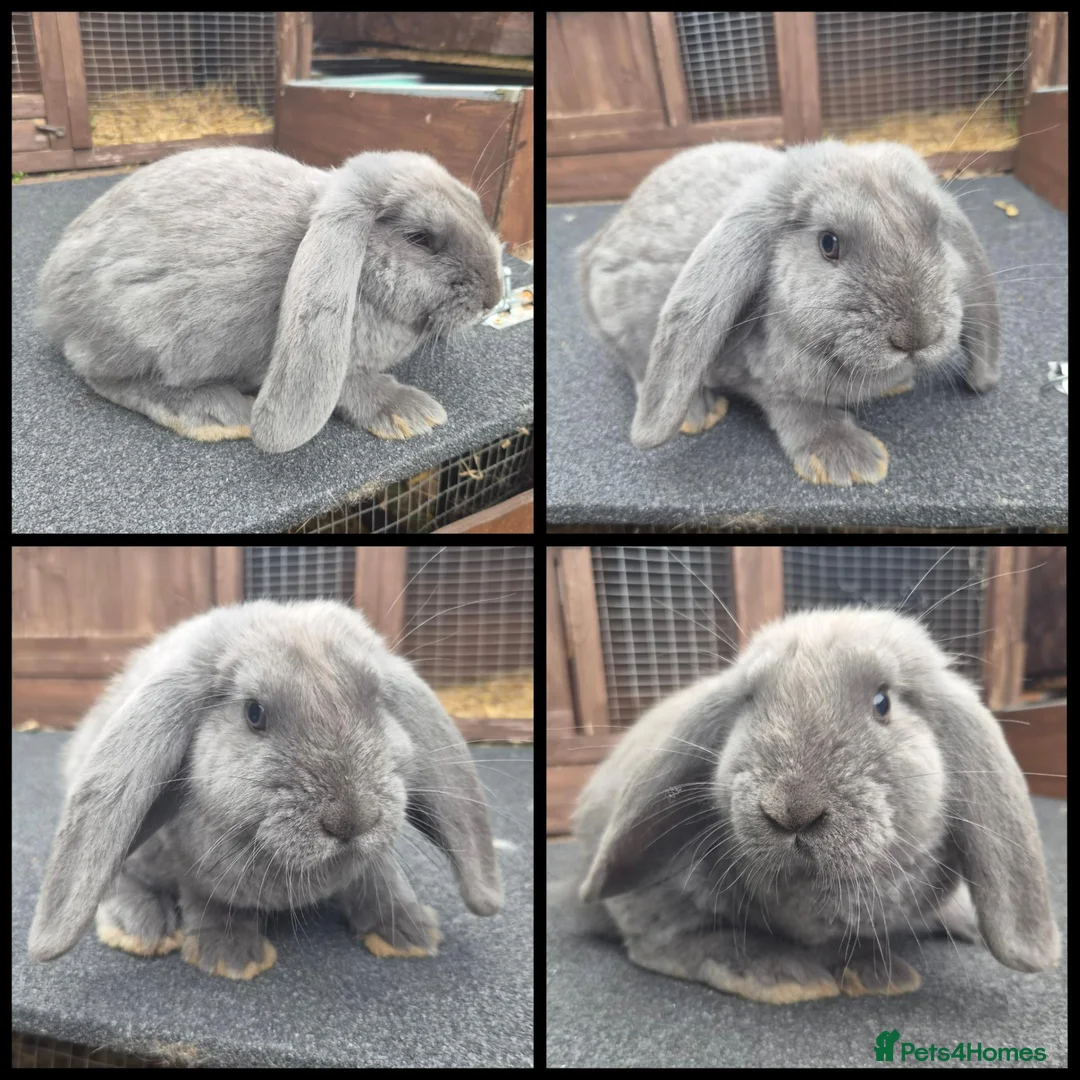 French Lop rabbits for sale: Two male French lop continentals  - Advert 2