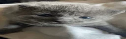 Russian Blue cats for sale: Blue Russian Kittens - Advert 15