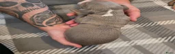 Mixed Breed dogs for sale: Staffy x American Bulldog Puppies - Advert 14