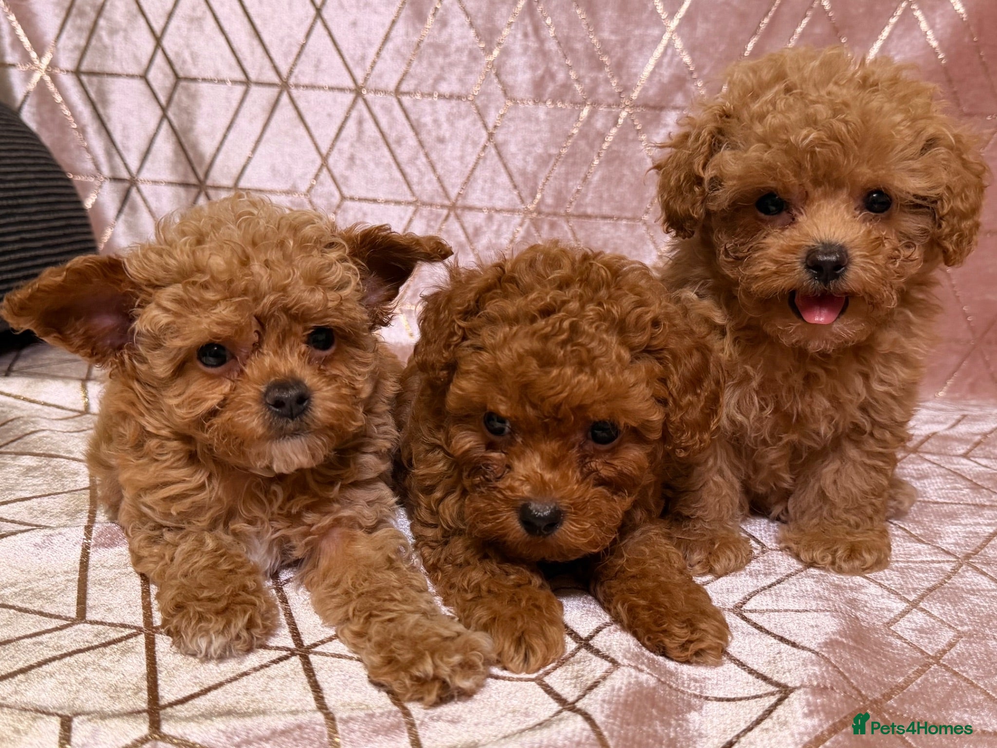 Maltipoo dogs ⭐️F1B Maltipoo⭐️Excepetional bloodline - Advert 1