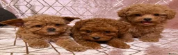 Maltipoo dogs for sale: ⭐️F1B Maltipoo⭐️Exceptional bloodline - Advert 1
