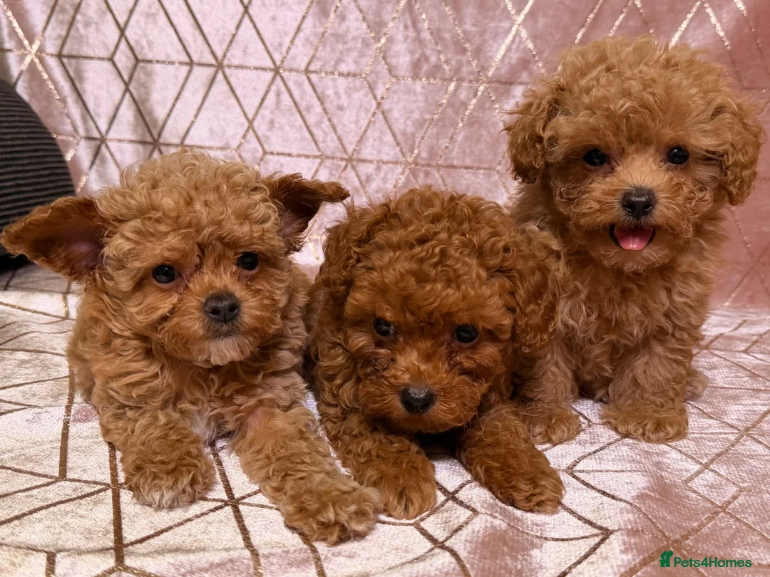 Maltipoo dogs for sale: ⭐️F1B Maltipoo⭐️Exceptional bloodline - Advert 1