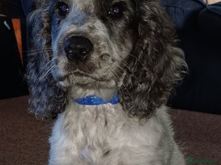 Cockapoo dogs - Advert 22