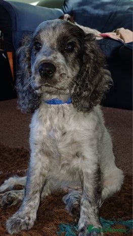 Cockapoo dogs - Advert 4