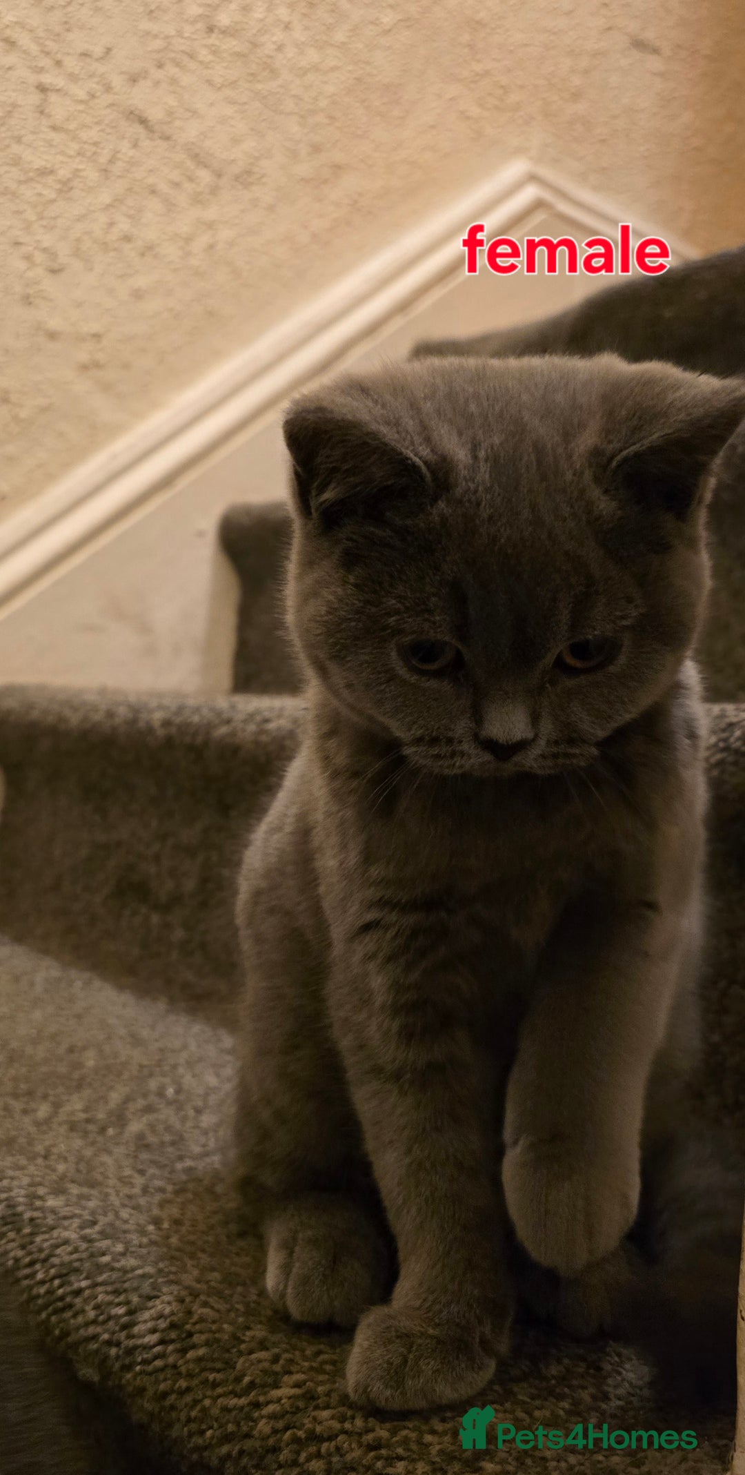 British Shorthair cats for sale: Adorable British Shorthair Kittens - Advert 12