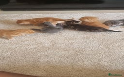 Domestic Shorthair cats for sale: Kittens  - Image 6