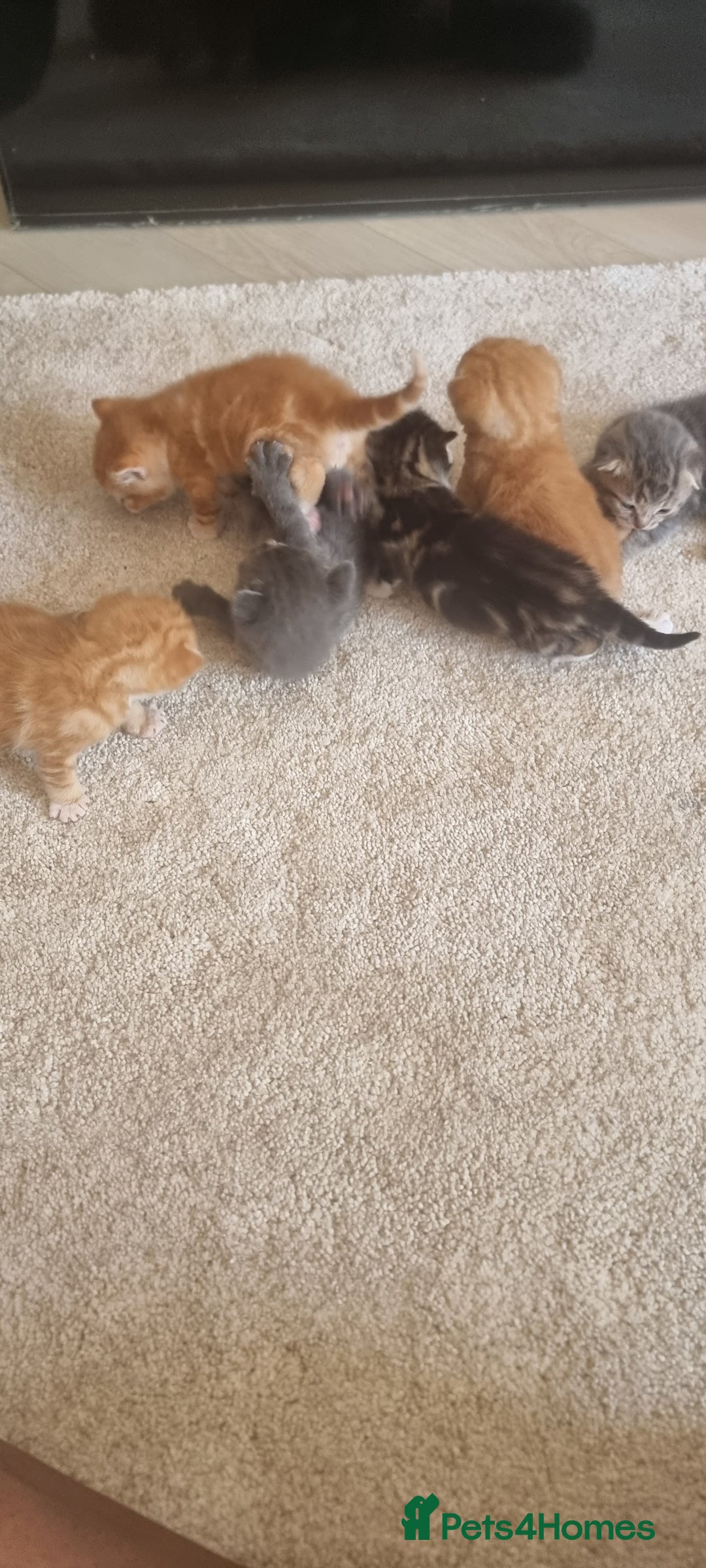 Domestic Shorthair cats for sale: Kittens  - Image 6