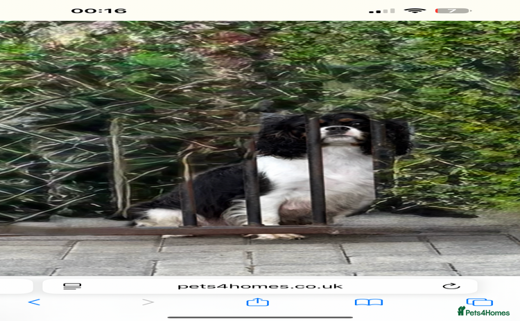 Cavalier King Charles Spaniel dogs - Advert 7