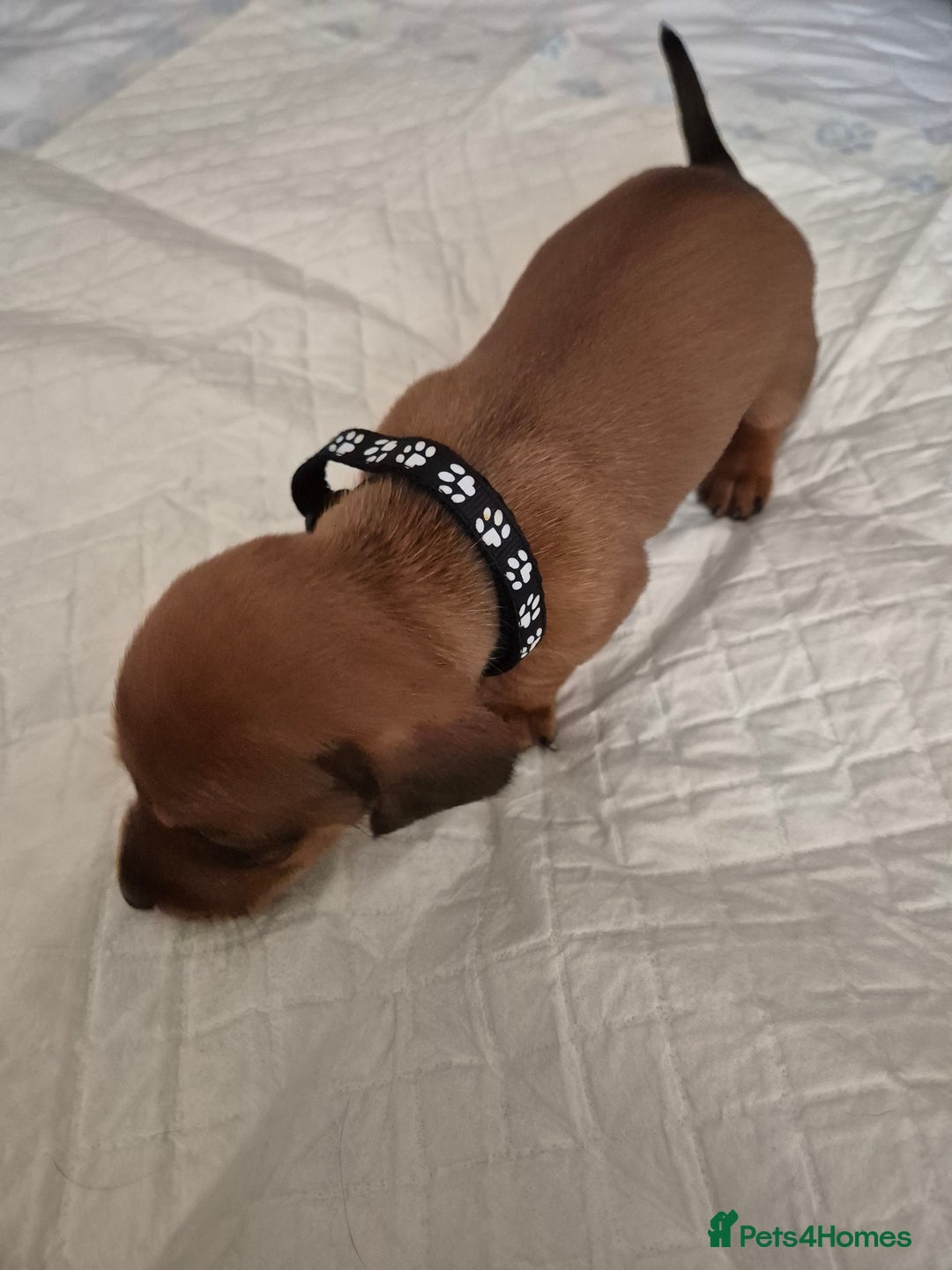 Dachshund dogs for sale: Smooth Haired Dachshund puppies - Advert 6