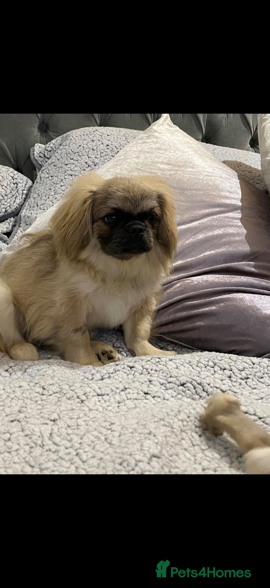 Pekingese dogs Pekingese puppies  - Advert 1