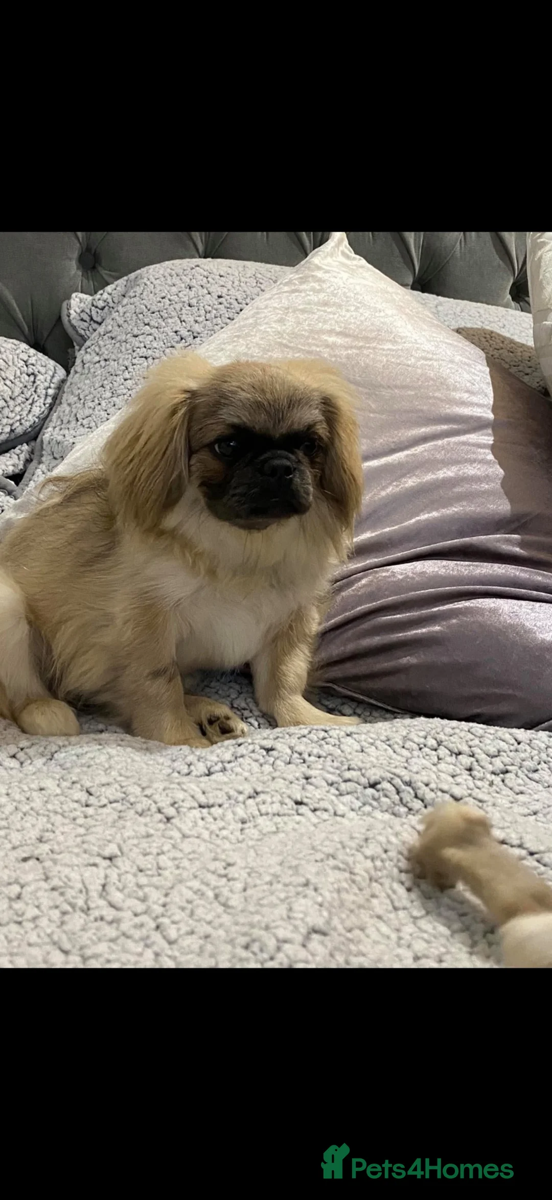 Pekingese dogs for sale: Pekingese puppies  - Advert 1