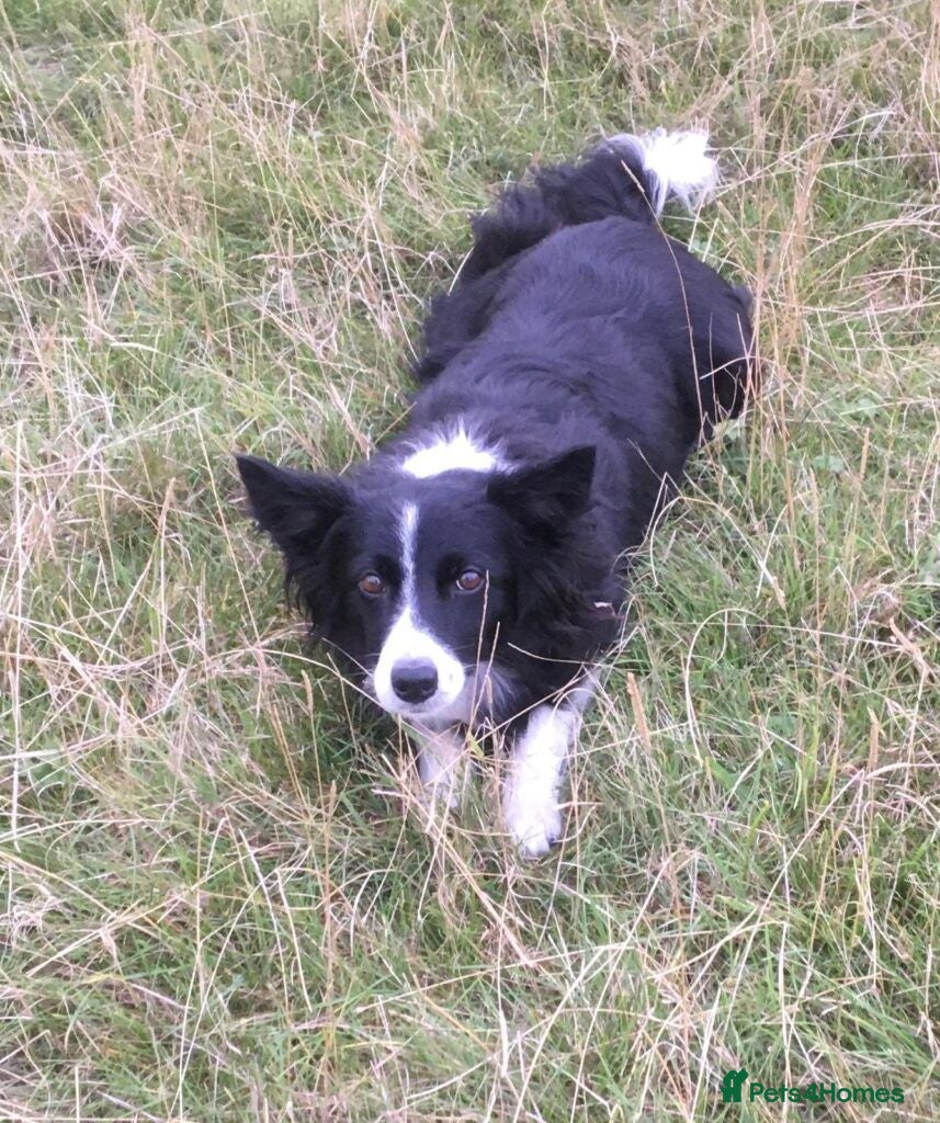 Border Collie dogs Reyna  - Advert 2