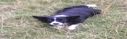 Border Collie dogs for adoption: Reyna  in ELY - Advert 1